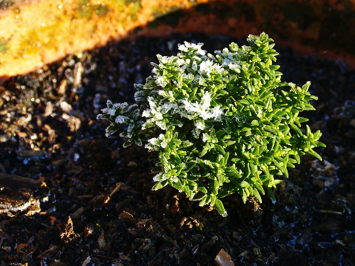 Petit pied de thym couvert de givre sur un terreau sombre