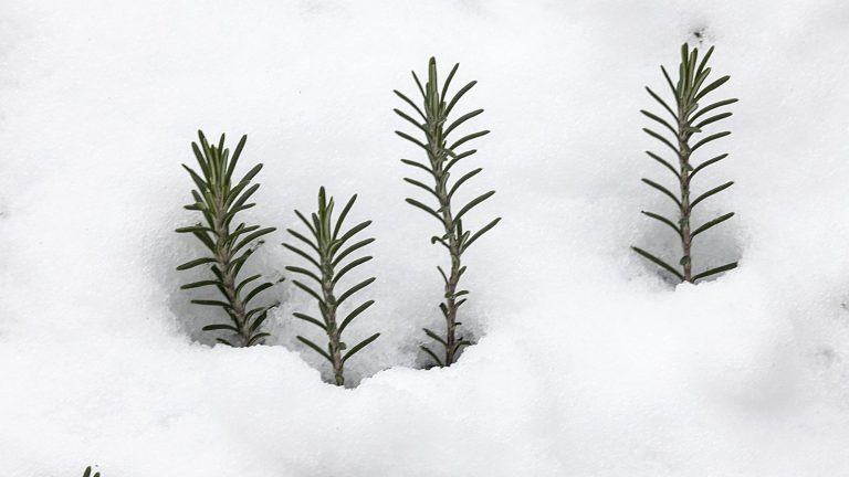 Tiges de romarin dépassant d'une couche de neige