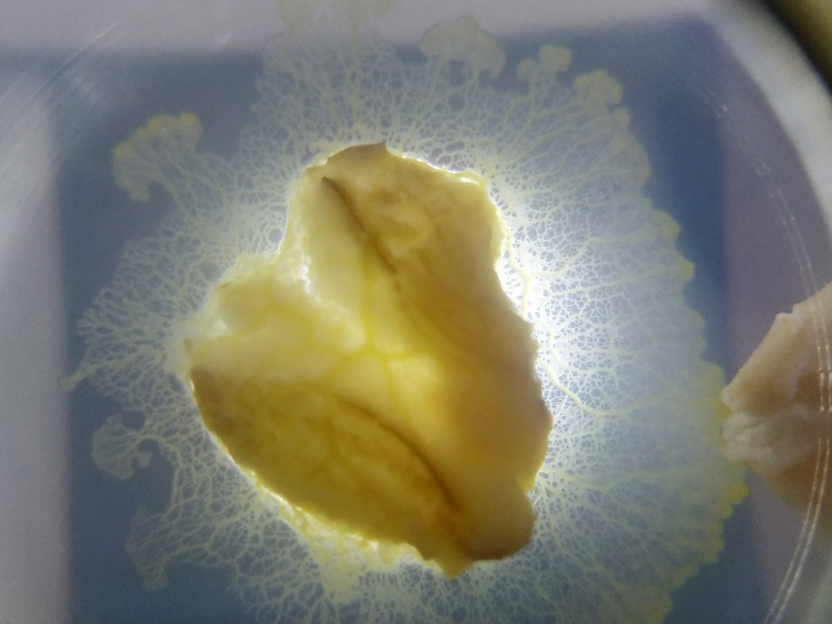 Blob Physarum polycephalum formant un réseau de fins filaments jaunes autour d'un flocon d'avoine dans une boîte de Petri