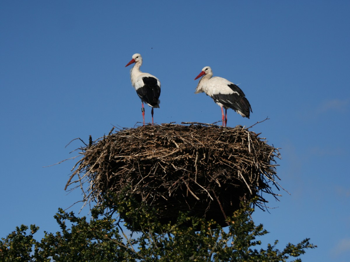 Deux cigognes blanches debout sur un grand nid de branches au sommet d'un arbre