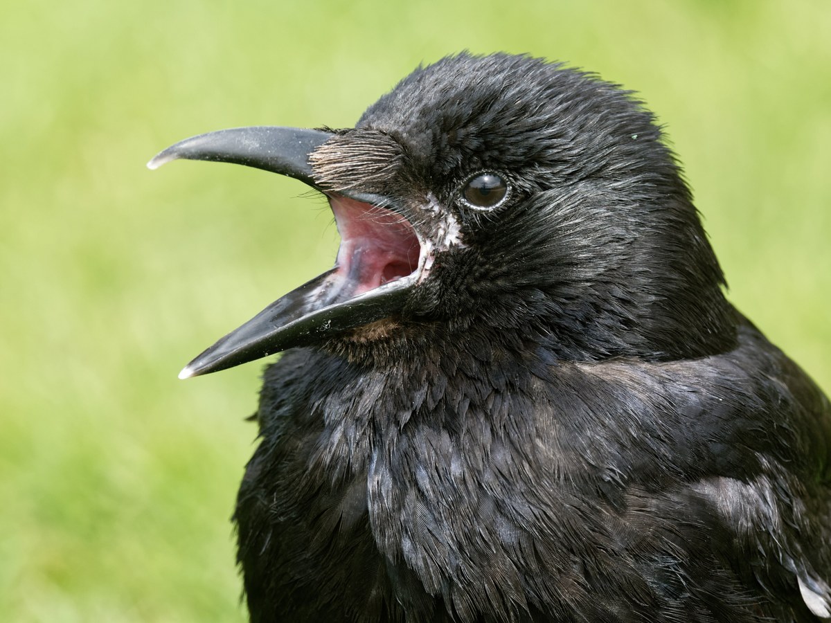 Gros plan sur la tête d'une corneille noire qui croasse, bec grand ouvert