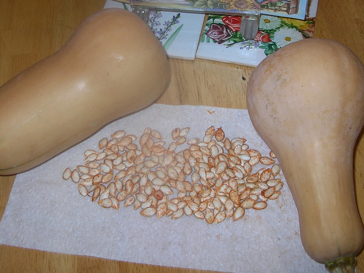 Deux courges butternut et leurs graines mises à sécher sur un essuie-tout