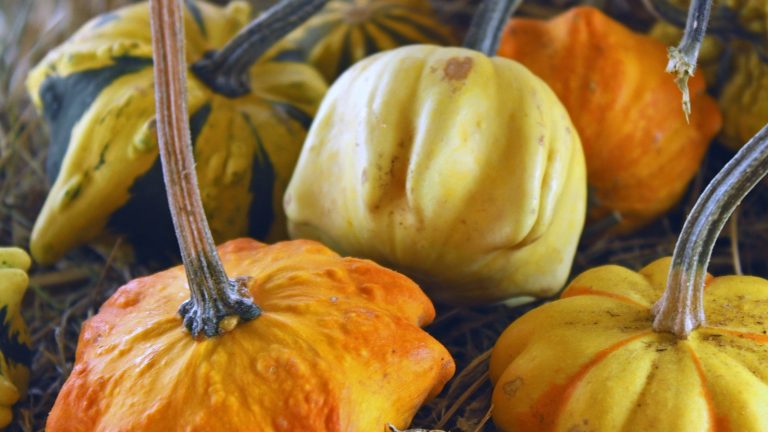Coloquintes décoratives jaunes et orange, courges ornementales non comestibles, posées sur de la paille
