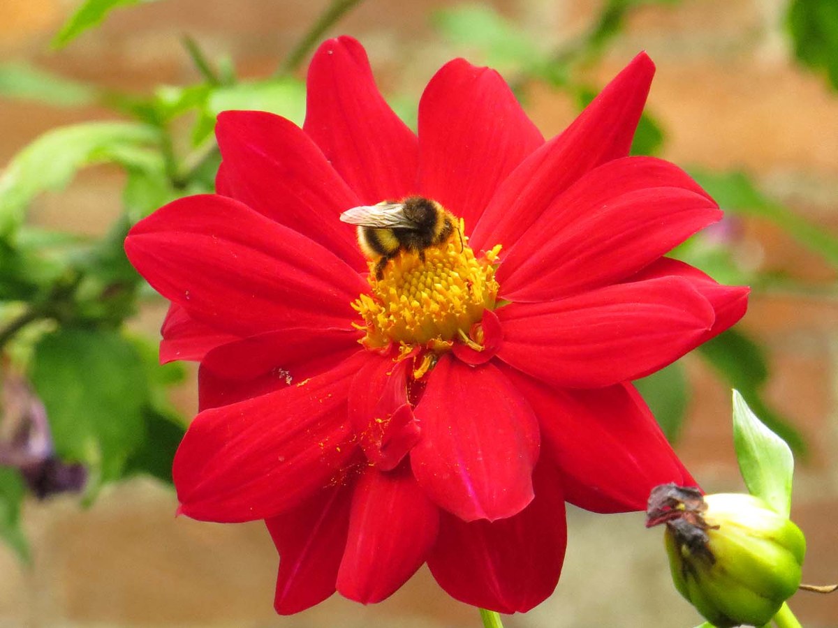 Fleur de dahlia rouge à cœur jaune visitée par un bourdon dans un jardin clos