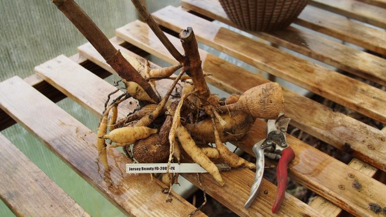 Touffe de tubercules de dahlia fraîchement arrachée, tiges coupées, posée sur des lattes de bois à côté d'un sécateur