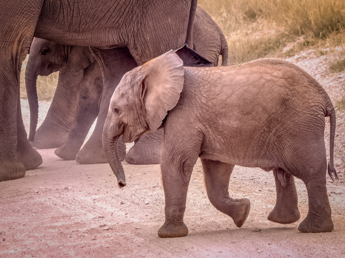 Jeune éléphant mâle marchant devant des adultes dans le parc national d'Amboseli