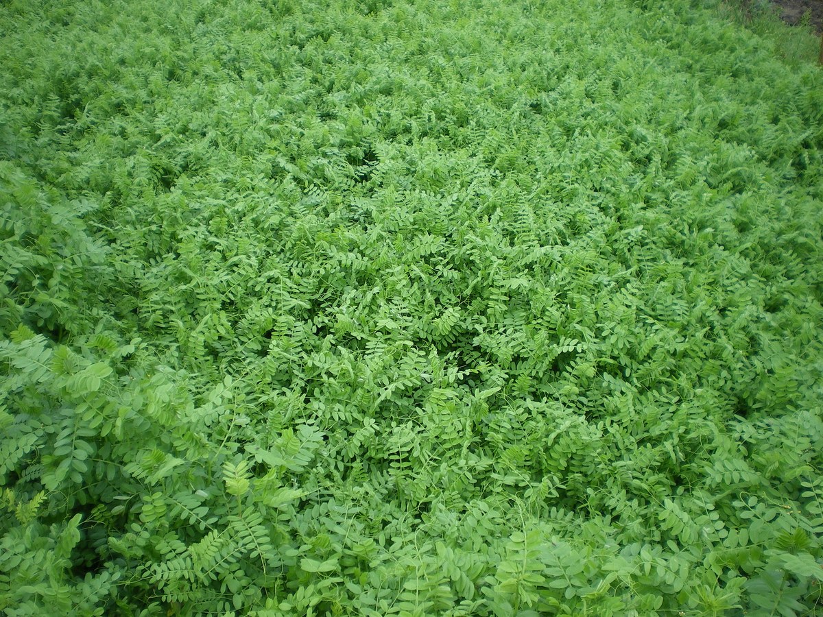 Couvert dense de vesce aux feuilles composées vert tendre