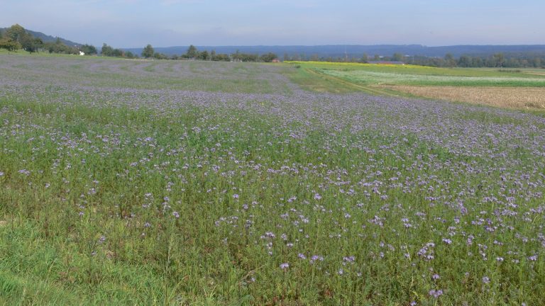 Champ de phacélie en fleurs bleu-violet cultivée en interculture, sous un ciel clair