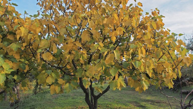 Figuier aux feuilles jaunies par l'automne dans un verger herbeux, sous un ciel bleu