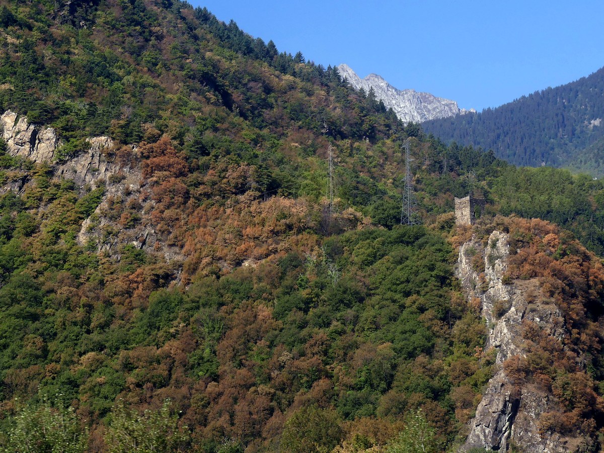 Versant boisé roussi par la sécheresse près de la tour de Châtel-André en Savoie