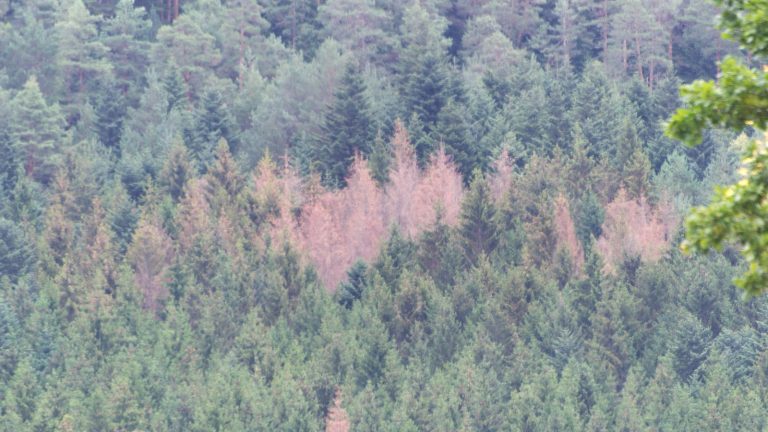Tache brune d'épicéas morts au milieu d'une forêt de résineux verte