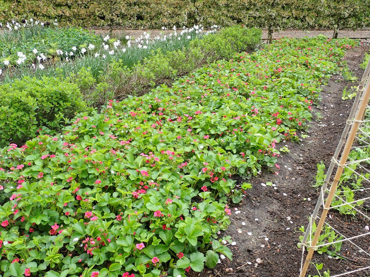 Planche de fraisiers en fleurs le long d'une allée dans un jardin