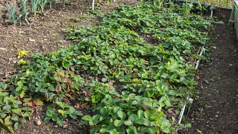 Planche de fraisiers en automne dans un potager, feuillage dense entre deux allées de terre
