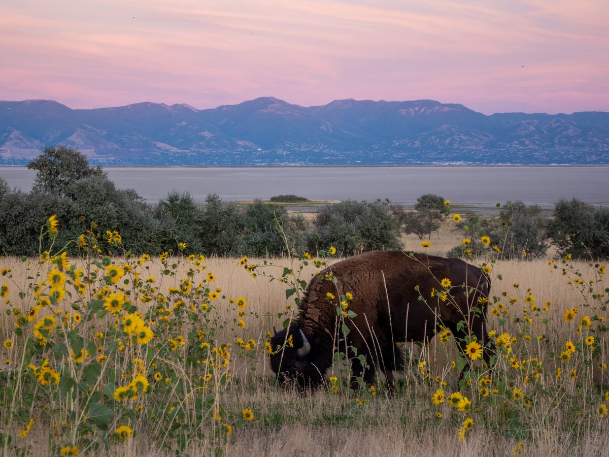 Bison broutant parmi des tournesols sauvages sur Antelope Island, devant le Grand Lac Salé et les monts Wasatch