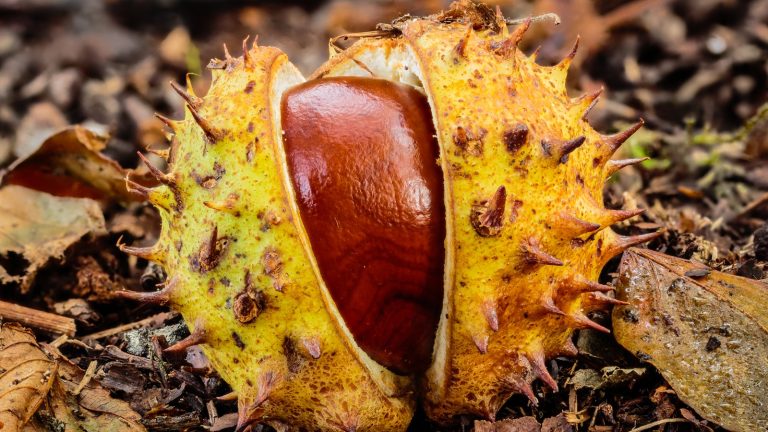 Marron d'Inde brun et luisant dans sa capsule verte et jaune à pics courts, tombée sur un sol de feuilles mortes