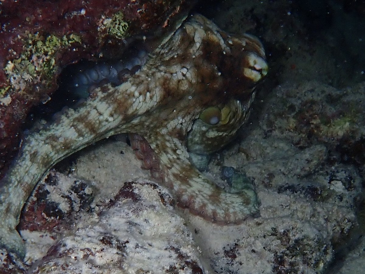 Pieuvre Octopus insularis aux bras tachetés posée sur le fond, de nuit