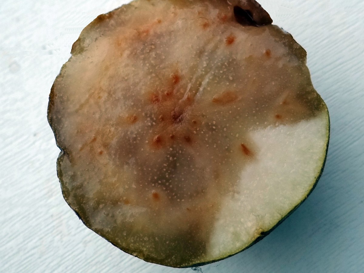 Pomme coupée en deux dont la chair est presque entièrement brunie par la pourriture bleue