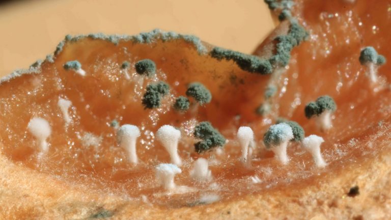 Pomme envahie par la pourriture bleue, avec des amas de spores blancs et bleu-vert de Penicillium expansum