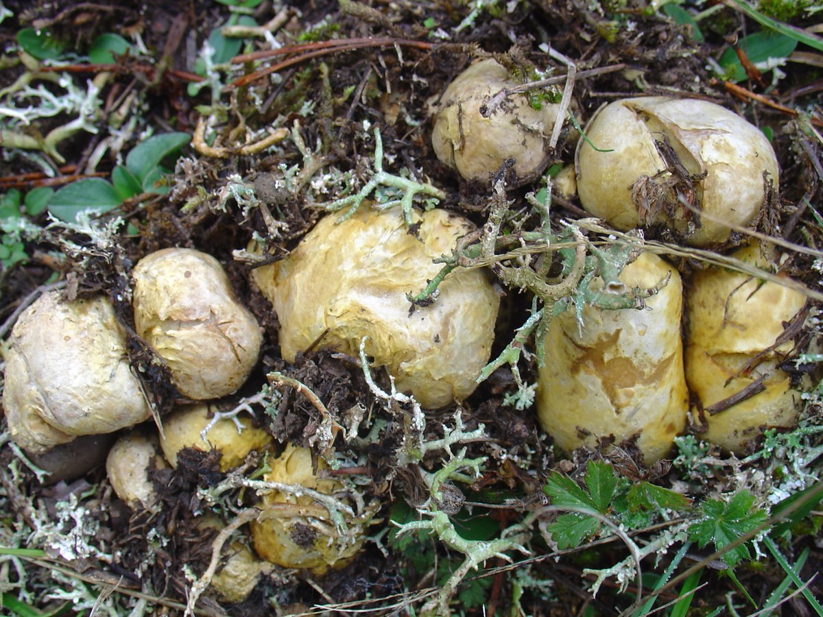 Fructifications jaunâtres et arrondies d'un champignon Rhizopogon à demi enterrées dans le sol forestier