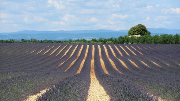 Rangs de lavande en fleurs dans un champ près de Valensole, sous un ciel nuageux