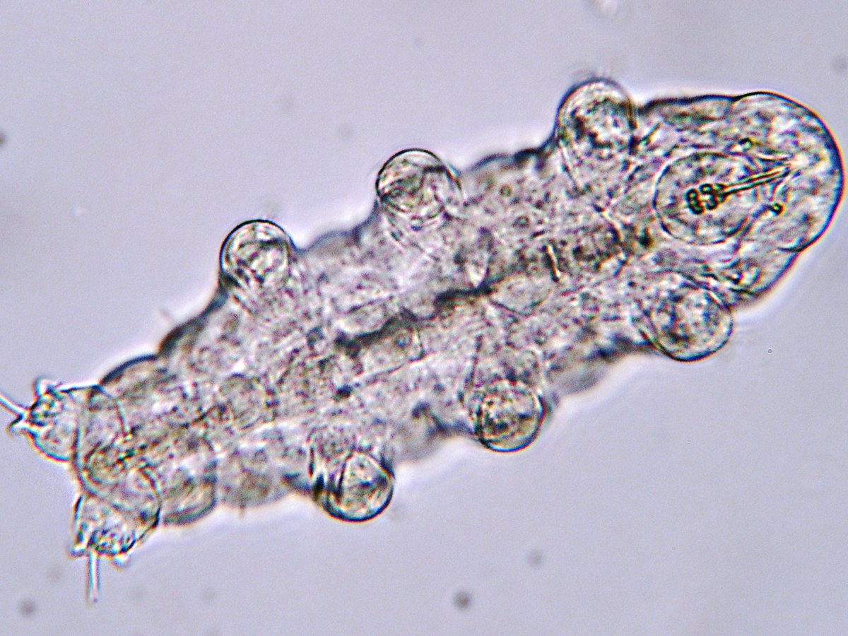 Tardigrade vu de dessus au microscope optique, corps translucide et pattes visibles
