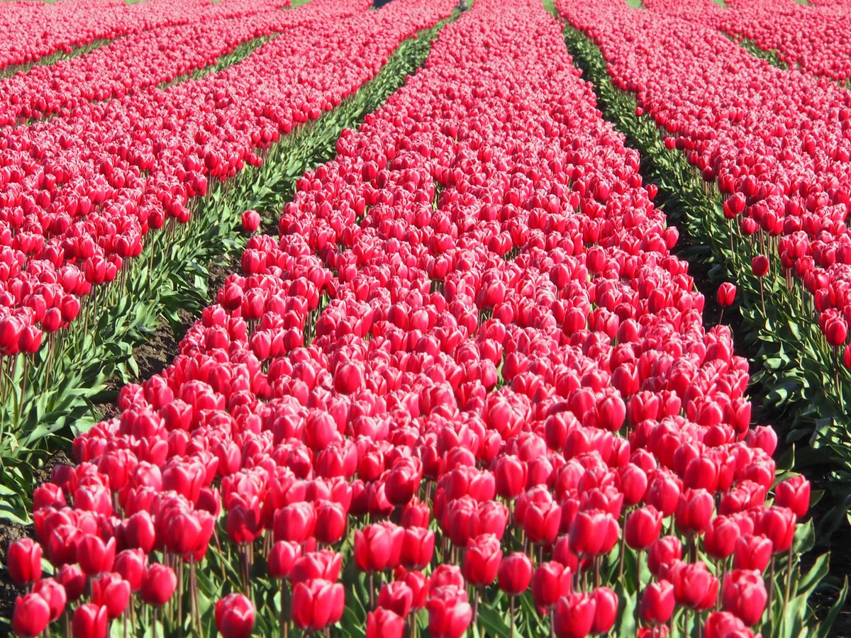 Rangées de tulipes en fleurs dans un champ de production
